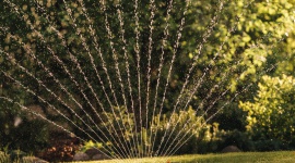 Jak oszczędzać wodę w ogrodzie